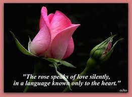 The perfect gifts and flowers, whether it's a special day or any day. Life Quote Photo By Gentlehubby Photobucket Flower Quotes Flower Quotes Love Rose