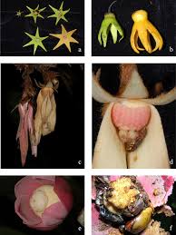 Image result for isolona