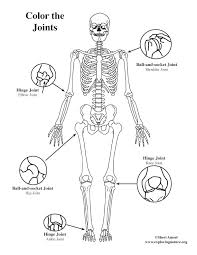 Drawing skull coloring pages spanish skull coloring pages heart skull coloring pages human anatomy shoulder coloring pages. Joints Of The Body Basic Coloring Page