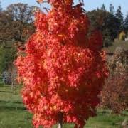 In america specimen of 40 m are indeed found. Acer Apollo Maple Sugar Maple Saccharum Saccharum Barrett Cole Platanoides Care Plant Varieties Pruning Advice