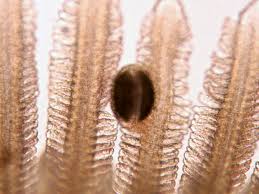 Image result for Gilgiochloa