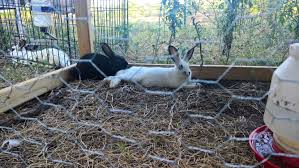 Little pet palace has the sweetest, most cuddly baby bunnies available to adopt right now! Rabbits Archives Livin The 10