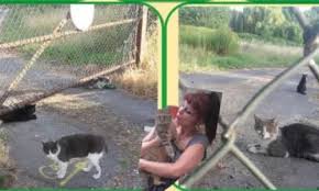 Accueil » toutes les actualités » interdiction de nourrir les chats errants ? Victoire De La Petition Obtenir Le Droit D Installer Une Maisonnette Pour La Nourriture Des Chats Dans La Ferme Pedagogique