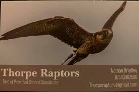 During that time, they may be eaten by birds of prey, such as hawks and owls. Thorpe Raptors Home Facebook