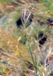 Image result for Dichanthium annulatum