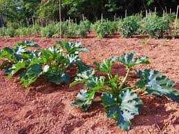 Apr 06, 2020 · how long does it take to grow zucchini? Zucchini Plant Size Tips For Cultivar Selection