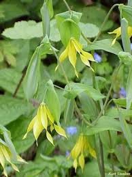 Image result for Crinum lugardiae
