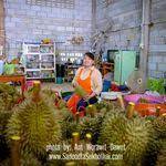 ชมพระอาท ตย ข นท เขานารายณ ผาชมปรง ลงเขา พ ช ตเขาหลวงส โขท ย ตอนท 4 สะด ดตาดอทคอม เว บไซต ท องเท ยว เท ยวท กจ ดสะด ดตา เท ยวในประ