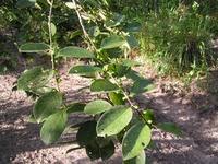 Image result for Bridelia micrantha