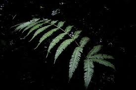 Image result for Pteris
