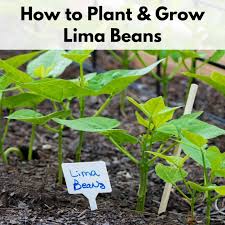 Place beans, water, and salt in a medium saucepan; How To Plant And Grow Lima Beans Successfully Together Time Family