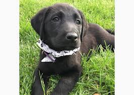Dog animal pet puppy cute labrador retriever portrait domestic animal retriever. 14 Cute Pictures Of Our Readers Lovable Labradors