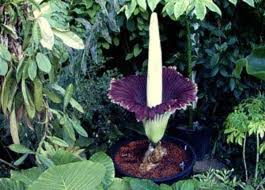 1865/18681), best known and referred to as the grey lady, is the former owner of grey house. Amorphophallus Titanium Corpse Plant The Largest Flower In The World Only Blooms Every 40 Years Owlcation