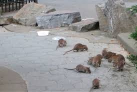 The humps are fat and water storage, allowing them to go a long time without food or water. Rats Ultimate Survivors Pct Pest Control Technology