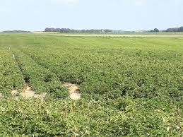 L'absence de fleurissement est elle due à un excès ou à un défaut d'arrosage ? Pomme De Terre Un Debut De Recolte Inquietant Dans La Somme Action Agricole Picarde