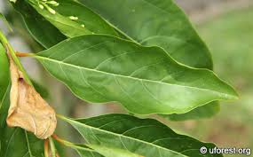 Image result for Citharexylum