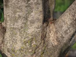 Image result for Afrocanthium mundianum