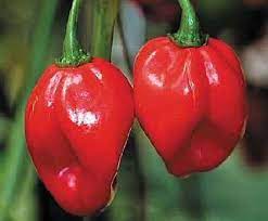 Red savina habanero = 248,556 scoville heat units. Red Savina Hot Pepper 10 Seeds The Last World Record Holder For Hot By Seeds And Things Amazon Ca Patio Lawn Garden