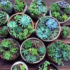 Here are 15 spectacular flowering succulents all plant lovers can enjoy indoor and outdoor! How To Care For Outdoor Succulents Martha Stewart