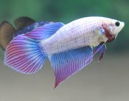 Females tend to have lighter colorations and short fins and tail. Betta Beauties Week Of April 15 2015 Bettasmart