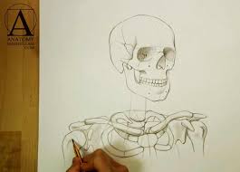 Each arm is attached to a shoulder blade or scapula (say: Head Neck And Shoulders Skeletal Anatomy