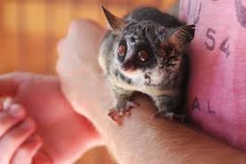 Galagos, also known as bush babies, or. Introduction To Bush Babies As Pets Pethelpful By Fellow Animal Lovers And Experts