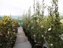 This species sometimes blooms earlier than the sasanqua species and is also more. Camellia Sasanqua Setsugekka Awa Nursery