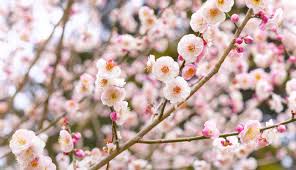 We did not find results for: Spring Flowers In Korea When Where To Go South Korea