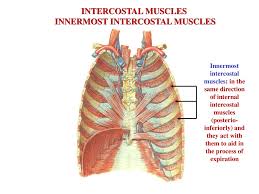 If all these muscles are tight, it can leave you feeling constricted. Muscles Of Respiration Ppt Download