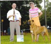 Akc english mastiff puppies meshellc. Bullmastiff Puppies For Sale In North Carolina Bullmastiff Breeders And Information