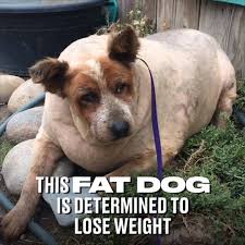 Big dog bopper the whopper is 'too fat for a kennel'. Ladbible This Fat Dog Is Determined To Lose Weight Facebook