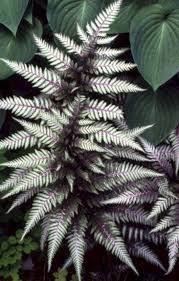 55 Amazing Goth Garden Design Ideas On A Budget Freshouz Com Shade Garden Design Shade Garden Shade Plants