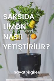 İşe öncelikle güzel bir limon almakla başlıyoruz. Evde Limon Agaci Nasil Yetistirilir Hayat Bilgileri Bitki Saksi Etli Yaprakli Bitki Bahcesi