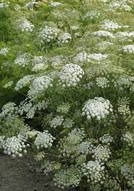 Ammi Majus Snowflake Bishop S Flower Types Of White Flowers Flower Farm Beautiful Flowers Garden