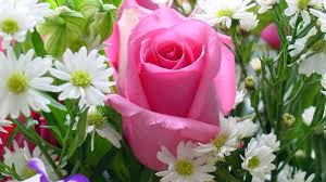 Wallpaper nature flowers, fine hdq nature flowers images | good 4k. Utrolig Regeneration Brun Wallpaper Of Nature And Flowers Gennemsigtig Grammatik Bliv Forvirret