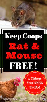 Keep Your Chicken Coop Free From Rats And Mice No Rodents In The Coops Means Healthier Birds Portable Chicken Coop Chicken Barn Urban Chicken Farming