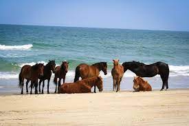 The Best Places To See Wild Horses In North America Travel Smithsonian Magazine