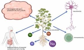 Image result for Strychnos cocculoides