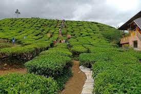 Panduan Bercuti Di Cameron Highlands Percutian Bajet