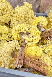 Image result for Helichrysum keilii