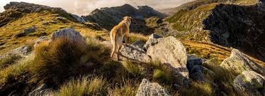 We guarantee that it will be only the ashes of your beloved pet returned to you (no communal cremation). Our Pet Cremation Services Pets At Peace Toronto Pet Cremation And Pet Loss Services