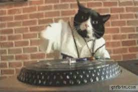 dj cat this gif is way better with music haha meows cats animals