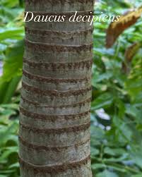 Image result for Monopsis decipiens