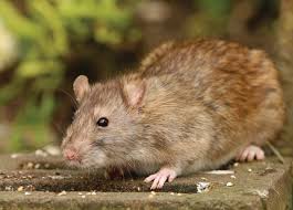 At bradford pest control, we protect your business from unwanted pests. Inside Housing News Bradford Residents Furious At Rat Claims