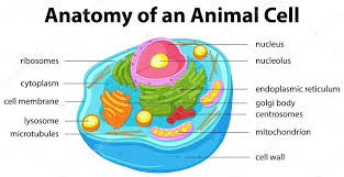 Plant cell diagram | animal cell diagram. Animal Cell Anatomy Anatomy Drawing Diagram