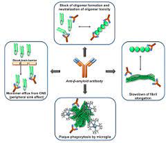 The aim here is to anticipate the cellular response to various drugs. Biology Free Full Text Vaccination Against B Amyloid As A Strategy For The Prevention Of Alzheimer S Disease Html
