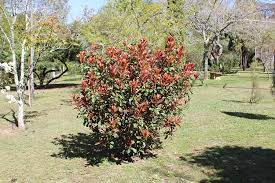 Maybe you would like to learn more about one of these? Photinia Hedges Plants Trees 2018 Growers Guide