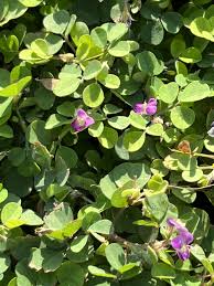 Image result for Grona triflora