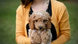 Mini Whoodle Puppies For Sale In Nj Silver Nickel Puppies