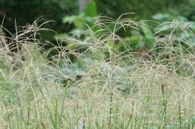 Image result for Digitaria brazzae